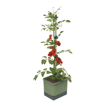 Rastlina paradižnika v sadilniku TOM TOMATO Planter Set.