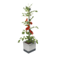 Sadilnik TOM TOMATO Planter Set z rastlino paradižnika.