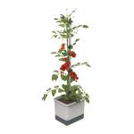 Sadilnik TOM TOMATO Planter Set z rastlino paradižnika.