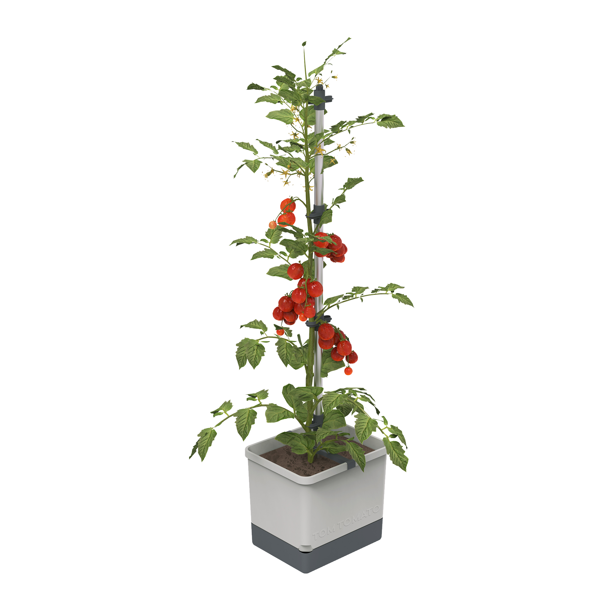 Sadilnik TOM TOMATO Planter Set z rastlino paradižnika.