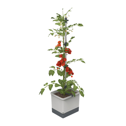Sadilnik TOM TOMATO Planter Set z rastlino paradižnika.