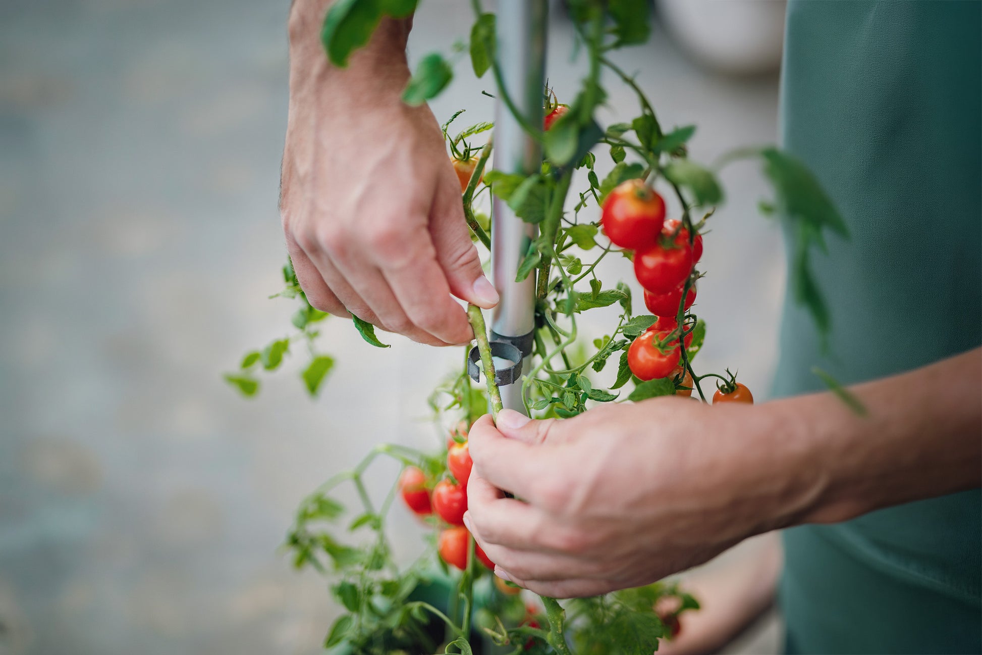 Detajl pritrjevanja rastline paradižnika na oporo v sadilniku.