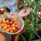 Sveže nabrani paradižniki v košari.