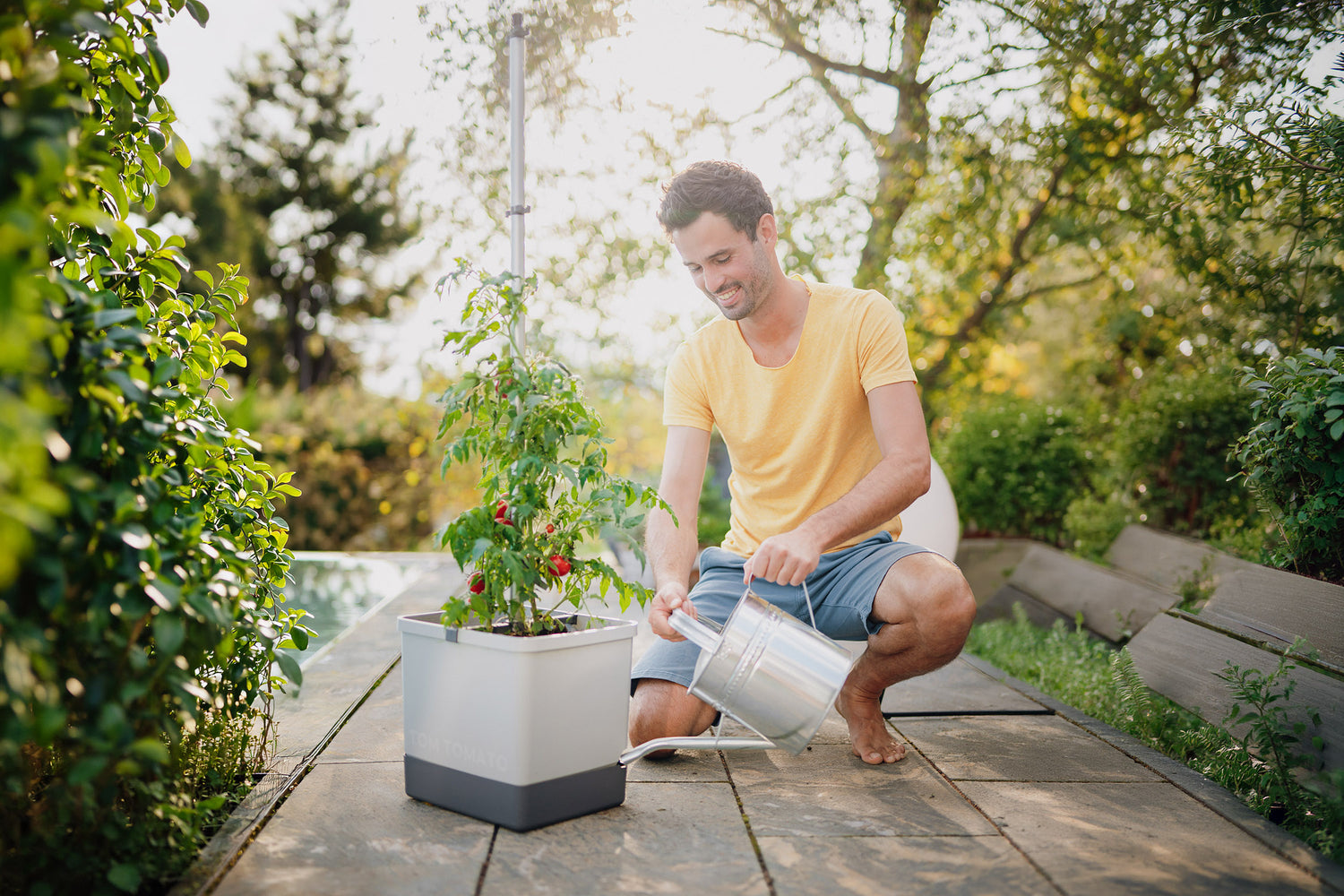 Zalivanje rastline paradižnika v sadilniku TOM TOMATO.