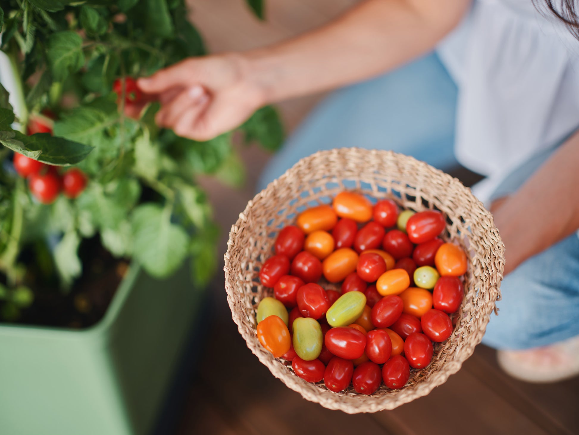 Košara sveže nabranih paradižnikov.